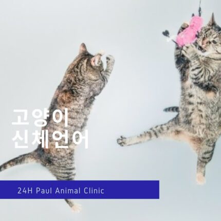고양이의 신체 언어 이해하기