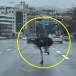 “실화야?” 좌측 확인하고 차선 변경까지… 사람보다 낫다는 ‘이것’