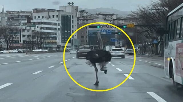 “실화야?” 좌측 확인하고 차선 변경까지… 사람보다 낫다는 ‘이것’