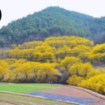 2024 의성 산수유 축제 in 경상도 여행 추천
