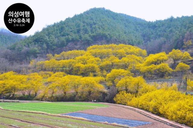 2024 의성 산수유 축제 in 경상도 여행 추천