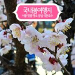 국내 봄 여행지 서울 벚꽃 명소 잠실 석촌호수