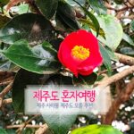 제주도 혼자여행 제주 사라봉 제주도 오름 추천