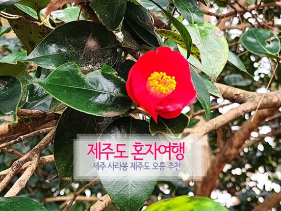 제주도 혼자여행 제주 사라봉 제주도 오름 추천