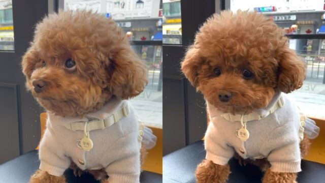 병원 진료 차례가 왔다는 걸 깨달은 강아지의 반응..’나 떨고 있개?’