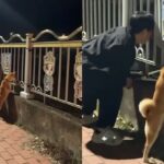 ‘거기 뭐 있냐멍?’ 주인이 하는 건 다 궁금하다는 호기심 가득 시바견