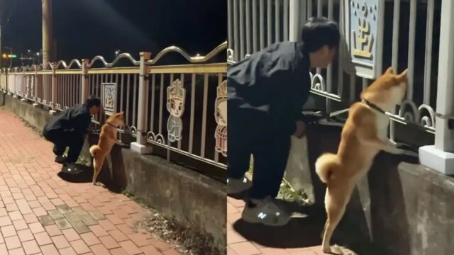 ‘거기 뭐 있냐멍?’ 주인이 하는 건 다 궁금하다는 호기심 가득 시바견