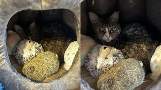 지진이 나자 피신하면서 고양이가 챙긴 물건..’너무 소중한 인형들’