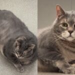 왕크니까 왕귀엽지만 다이어트 시급한 대형 고양이..’살 빼줄 집사 구한다옹’