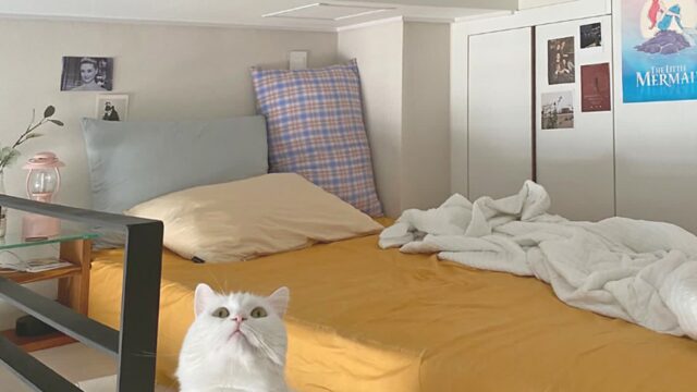 취업하고 마련한 나만의 공간, 취향으로 채웠어요! 6.5평 복층 오피스텔