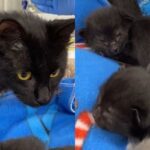 ‘누가 그랬냐…’ 호텔 방에 버려진 어미 고양이, 눈도 못 뜬 새끼들과 함께 발견