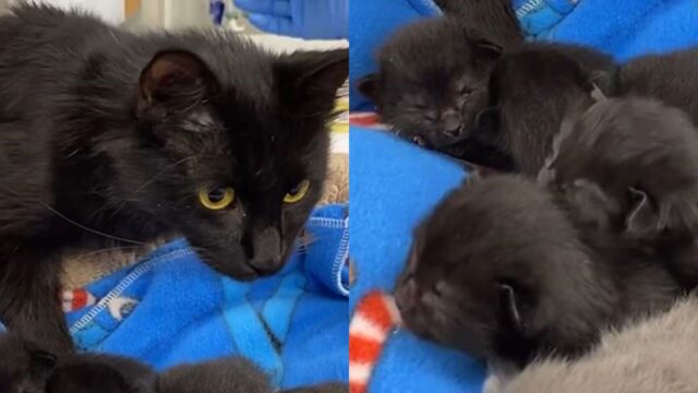 ‘누가 그랬냐…’ 호텔 방에 버려진 어미 고양이, 눈도 못 뜬 새끼들과 함께 발견