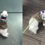 뒤늦게 바닥이 유리인 걸 알아차린 겁쟁이 강아지 ‘화들짝’
