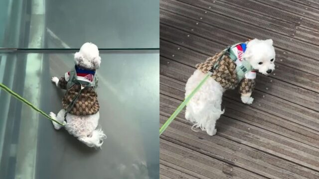 뒤늦게 바닥이 유리인 걸 알아차린 겁쟁이 강아지 ‘화들짝’