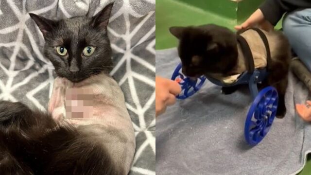 심한 부상으로 앞다리 2족 모두 절단한 고양이, 바퀴 달고 새롭게 비상