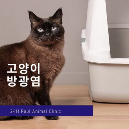 고양이 방광염(FLUTD) 진단과 치료