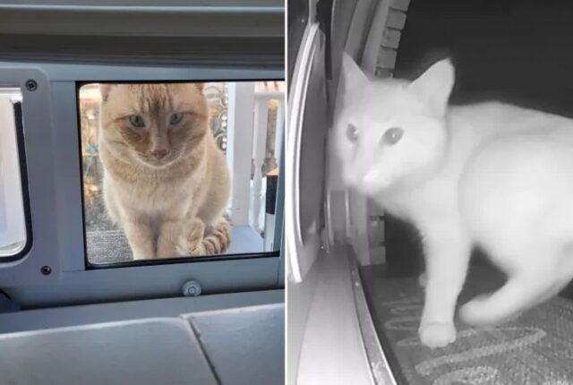 외출 나간 냥이 들어오라고 불렀더니 다른 고양이가 입장…’누구세요?’