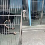 안락사 1시간 전, 모든 걸 포기한 듯 고개 숙인 유기견에게 일어난 기적