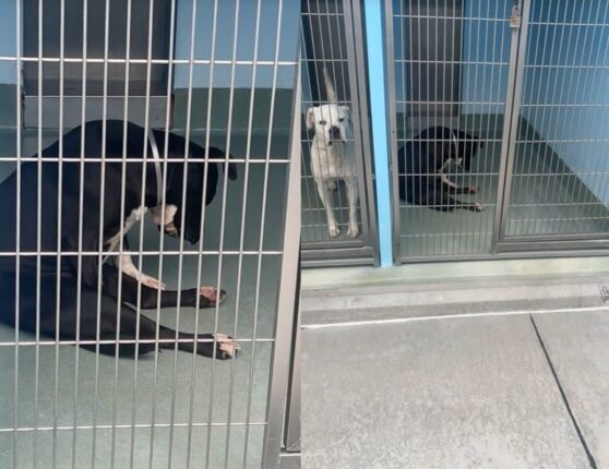 안락사 1시간 전, 모든 걸 포기한 듯 고개 숙인 유기견에게 일어난 기적