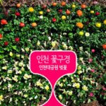 인천 꽃구경 인천대공원 벚꽃 봄 꽃구경 개화시기 쫌 늦음