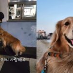 경비 아저씨한테 꼭 인사하고 들어가야 한다는 ‘동방예의지국 K-골댕이’