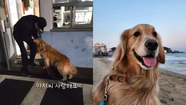 경비 아저씨한테 꼭 인사하고 들어가야 한다는 ‘동방예의지국 K-골댕이’