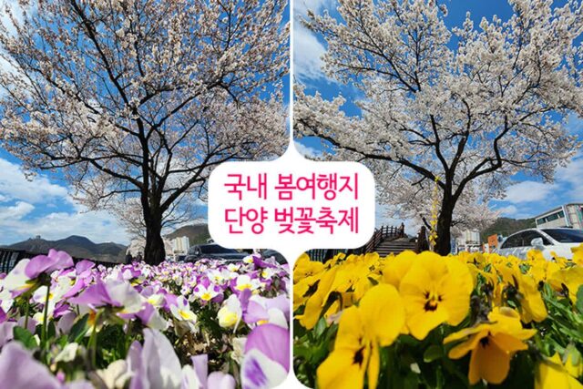국내 봄여행지 벚꽃여행 단양 벚꽃축제 봄꽃구경 소금정 공원 시작