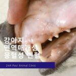 강아지 면역매개 용혈성 빈혈 IMHA, 약물