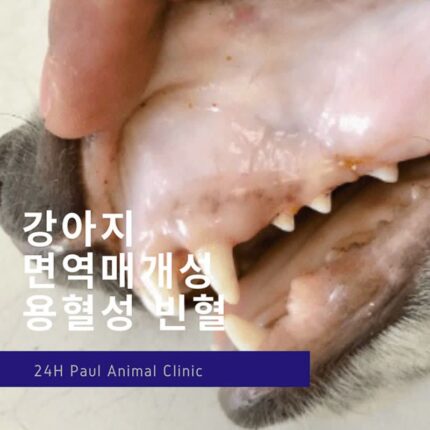 강아지 면역매개 용혈성 빈혈 IMHA, 약물