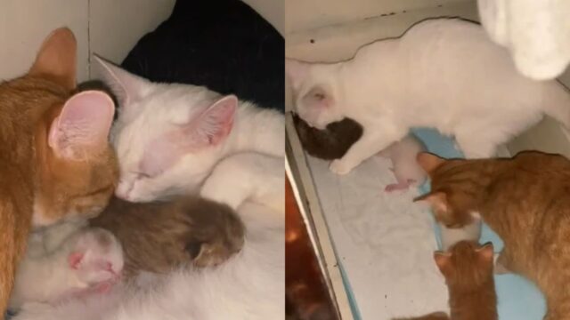 아빠는 같은데 엄마가 달라요…한 지붕 아래 ‘두 가족 고양이들’