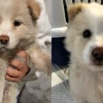 창고 구석에서 ‘뿅’하고 나타난 하얀 강아지..’가족 찾아요’