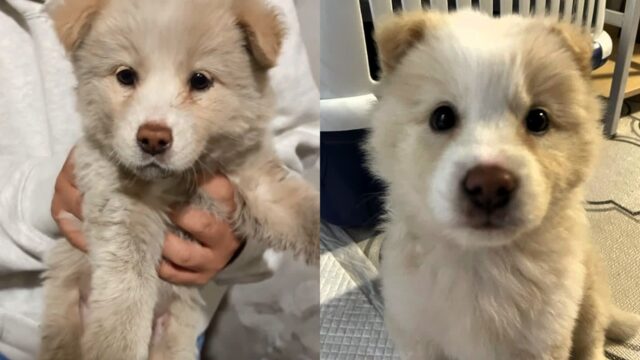 창고 구석에서 ‘뿅’하고 나타난 하얀 강아지..’가족 찾아요’