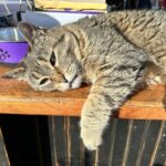 인간 나이로 112살 고양이, 중고 물건 가게에서 현역으로 활약 중