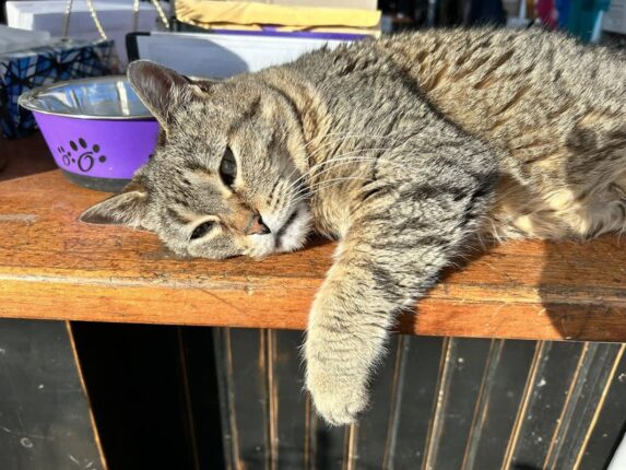 인간 나이로 112살 고양이, 중고 물건 가게에서 현역으로 활약 중
