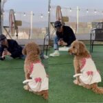 변요한, 반려견 ‘복자’ 견생샷 찍어주기 위한 열정…”사랑하는 우리 복자와 데이트”