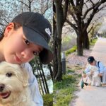 윤보미, 반려견 ‘설탕이’와 즐긴 꽃놀이…”같이 가줘서 고마워”