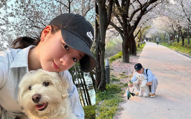윤보미, 반려견 ‘설탕이’와 즐긴 꽃놀이…”같이 가줘서 고마워”
