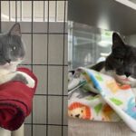 7년간 치매 보호자 ‘돌봐주고’ 다시 보호소로 돌아온 고양이