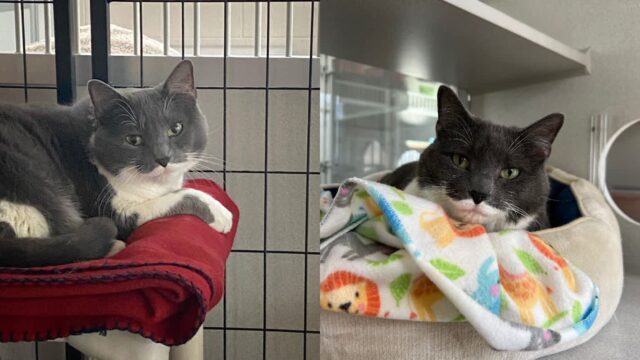 7년간 치매 보호자 ‘돌봐주고’ 다시 보호소로 돌아온 고양이