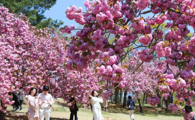 2024 경주 겹벚꽃명소 불국사 개화시기 주차정보