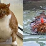 덩치 어마어마한 ‘비만 고양이’가 수영 시작했더니 이렇게 달라졌다?