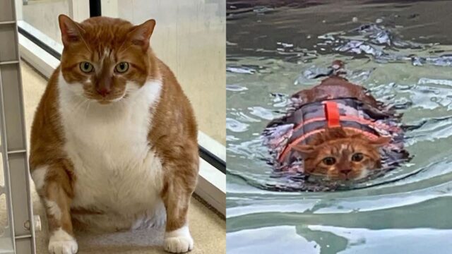 덩치 어마어마한 ‘비만 고양이’가 수영 시작했더니 이렇게 달라졌다?
