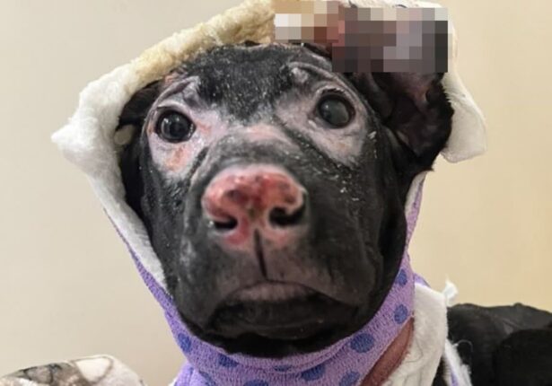 방화 테러 당하고 얼굴에 ‘안경 무늬’ 생긴 강아지..’너무 아파요멍’