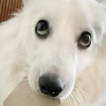 주인한테 ‘어떤 물건’ 가져오고 두근대는 강아지 ‘이건 어때..?’