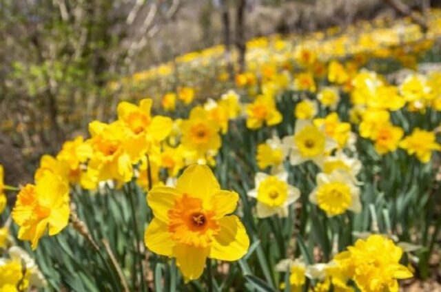 서산 유기방가옥 수선화축제 주차 기본정도 알아보기