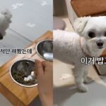 ‘주인한테 속았다’ 사료 섞어주는 척만 했더니 표정으로 화낸 댕댕이
