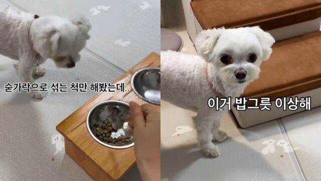 ‘주인한테 속았다’ 사료 섞어주는 척만 했더니 표정으로 화낸 댕댕이