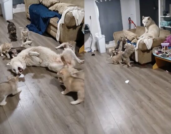 놀아달라는 새끼들 피해 소파 위로 도망친 아빠 개…’육아는 너무 힘들개’