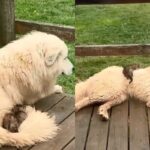 대형견에게 아깽이 세 마리를 맡겼더니..’진짜 크고 푹신하다냥!’