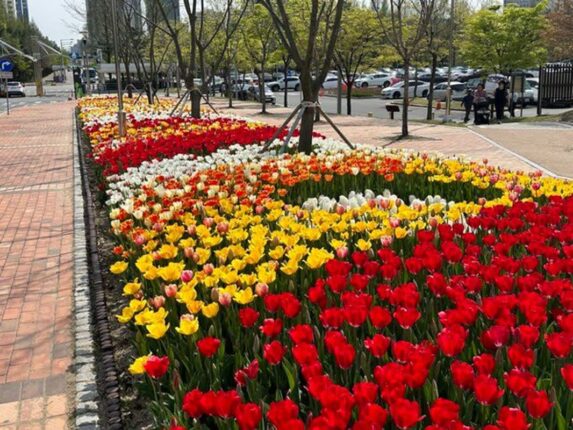 대전 봄에 가볼만한곳 한밭수목원, 봄꽃 나들이 봄꽃 축제 일정